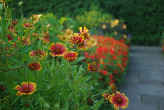 Orange and yellow flowers along a stone pathway.
